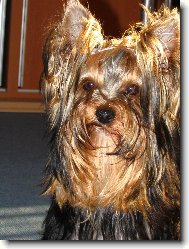 Jorkšírský terier, Yorkshire Terrier,