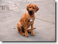Rhodesian Ridgeback
