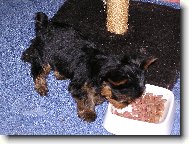 Jorkšírský terier, Yorkshire Terrier,