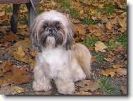 icu, Shih-Tzu