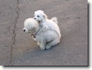 Bichon á poil frisé, Bichon Frise