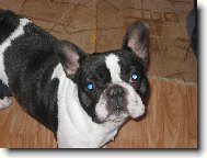 Bouledogue francais, French Bulldog