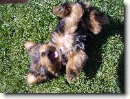 Jorkšírský terier, Yorkshire Terrier,