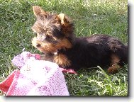 Jorkšírský terier, Yorkshire Terrier,