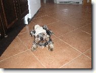Jorkšírský terier, Yorkshire Terrier,