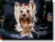 Jorkšírský terier, Yorkshire Terrier,