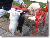 Bichon á poil frisé, Bichon Frise