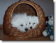 Bichon á poil frisé, Bichon Frise