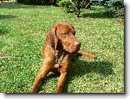 Rövidszörü Magyar Vizsla, Hungarian Short-haired Pointing Dog