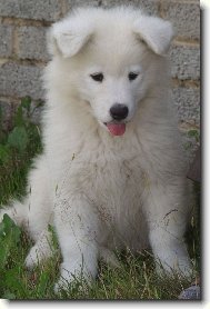 Samojed