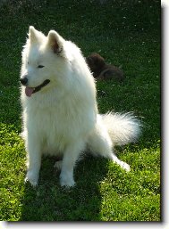 Samojed