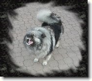 Deutscher spitz Wolfspitz, Keeshound