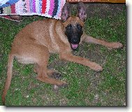Belgian shepherd malinois \(Dog standard\)