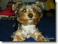 Jorkšírský terier, Yorkshire Terrier,