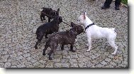 Bouledogue francais, French Bulldog