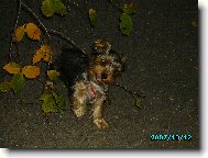 Jorkšírský terier, Yorkshire Terrier,
