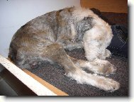 Bobtail