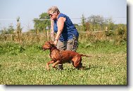 Rhodesian Ridgeback