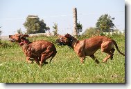 Rhodesian Ridgeback