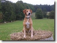 English Cocker Spaniel