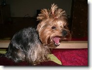 Jorkšírský terier, Yorkshire Terrier,