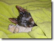 Jorkšírský terier, Yorkshire Terrier,