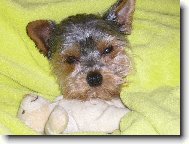 Jorkšírský terier, Yorkshire Terrier,