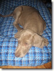 Weimaraner, Weimaraner Vorsterhund
