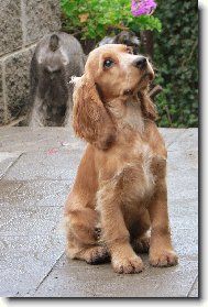English Cocker Spaniel