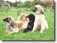 Afghan hound \(Dog standard\)