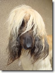 Afghan hound \(Dog standard\)