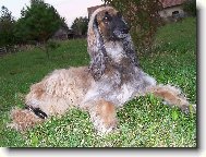 Afghan hound \(Dog standard\)