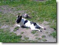 Bouledogue francais, French Bulldog