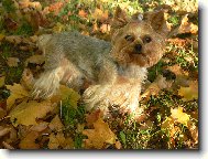 Jorkšírský terier, Yorkshire Terrier,