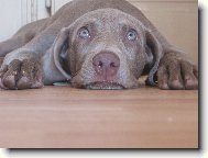 Weimaraner, Weimaraner Vorsterhund
