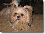 icu, Shih-Tzu