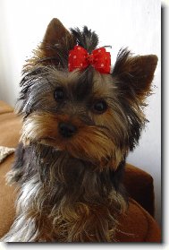 Jorkšírský terier, Yorkshire Terrier,
