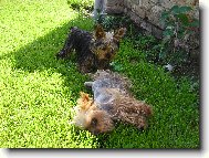 Jorkšírský terier, Yorkshire Terrier,