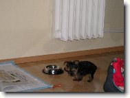 Jorkšírský terier, Yorkshire Terrier,
