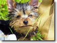 Jorkšírský terier, Yorkshire Terrier,
