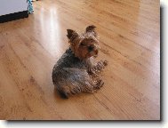Jorkšírský terier, Yorkshire Terrier,