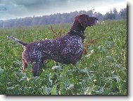 Deutscher Kurzhaariger Vorstehhund