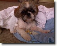icu, Shih-Tzu