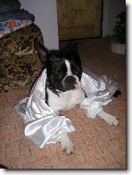Boston Terrier