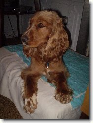 English Cocker Spaniel