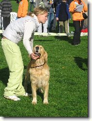 Golden Retriever