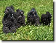 Poodle, Caniche