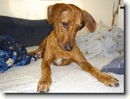 Rhodesian Ridgeback