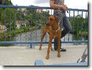 Rhodesian Ridgeback
