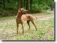 Rhodesian Ridgeback